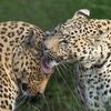 leoparde